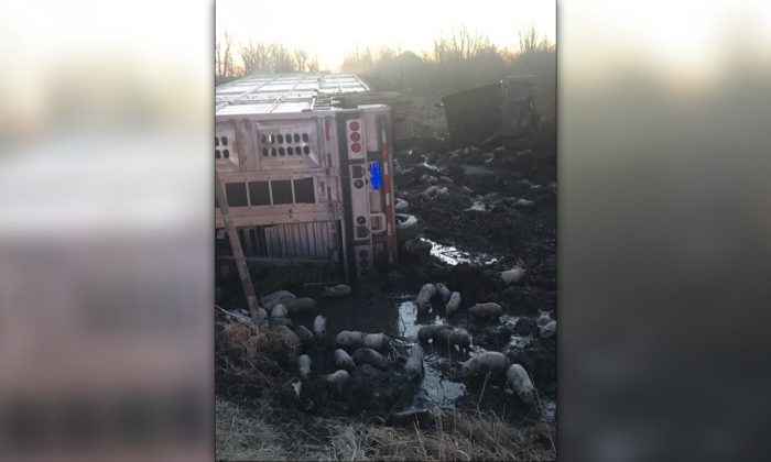 The scene of a road accident in which a semi carrying nearly 3000 piglets was overturned near milepost 127, about 2miles west of Casey, Illinois, on March 22, 2019. (Illinois State Police District 12 Effingham)