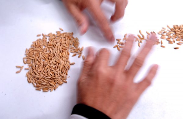 Bio_Tech_Lab_Produces_GM_Rice_In_The_Philippines
