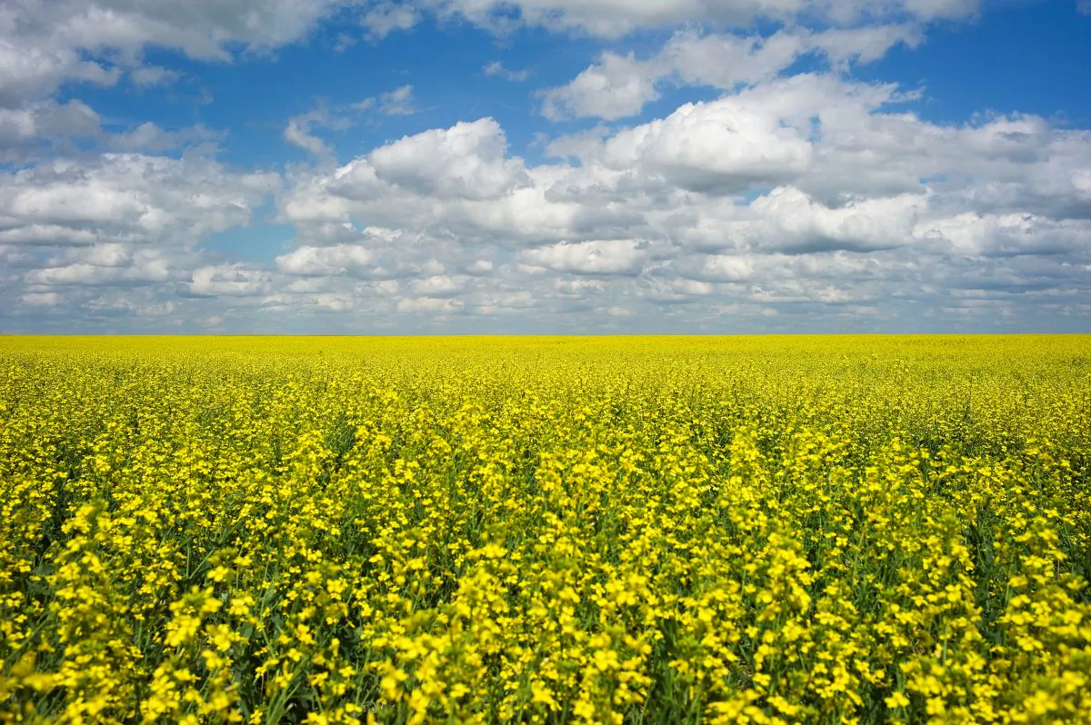 A canola crop in full bloom near Fort Macleod, Alberta. The Canola Council of Canada says Chinese importers are currently unwilling to purchase Canadian canola seed. (Reuters/Todd Korol)