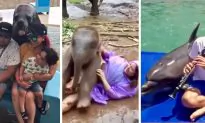 Animals Show Off Their Intelligence and Hilarious Personalities