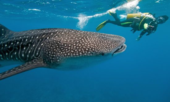 50,000-Pound Whale Tucks Scuba Diver Under Its Fin to Protect Her From Nearby Shark