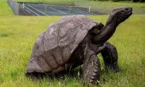 187-Year-Old Jonathan the Tortoise of St. Helena Is the World’s Oldest Land Animal