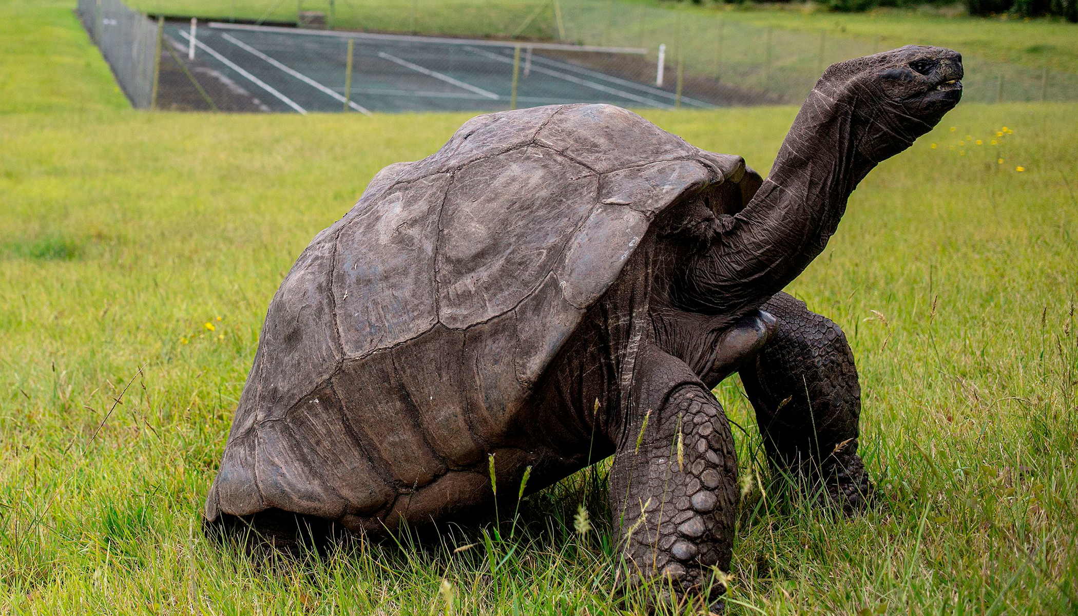 Jonathan the tortoise, world's oldest land animal, celebrates his