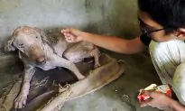Dying Dog Flinched in Pain With Mere Touch. Months After Rescue, He Can’t Stop Cuddling