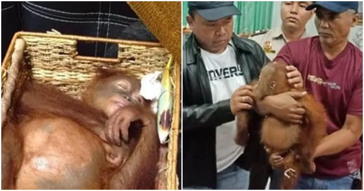 An orangutan found in a suitcase at Ngurah Rai Airport on March 22. (BKSDA)