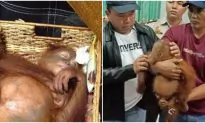 Air Passenger Caught With Drugged Orangutan in His Suitcase