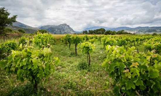 A Trio of Fine Cretan Wines for the Devout Oenophile