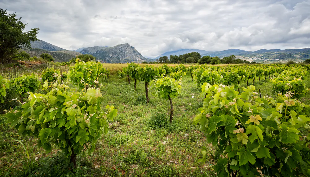 On Crete, the soft Aegean and Cretan Sea breezes nurture a rare viticultural environment. (Shutterstock)
