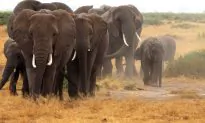Video: Elephant Herd Runs to Greet New Orphan Baby Elephant at Sanctuary–So Adorable
