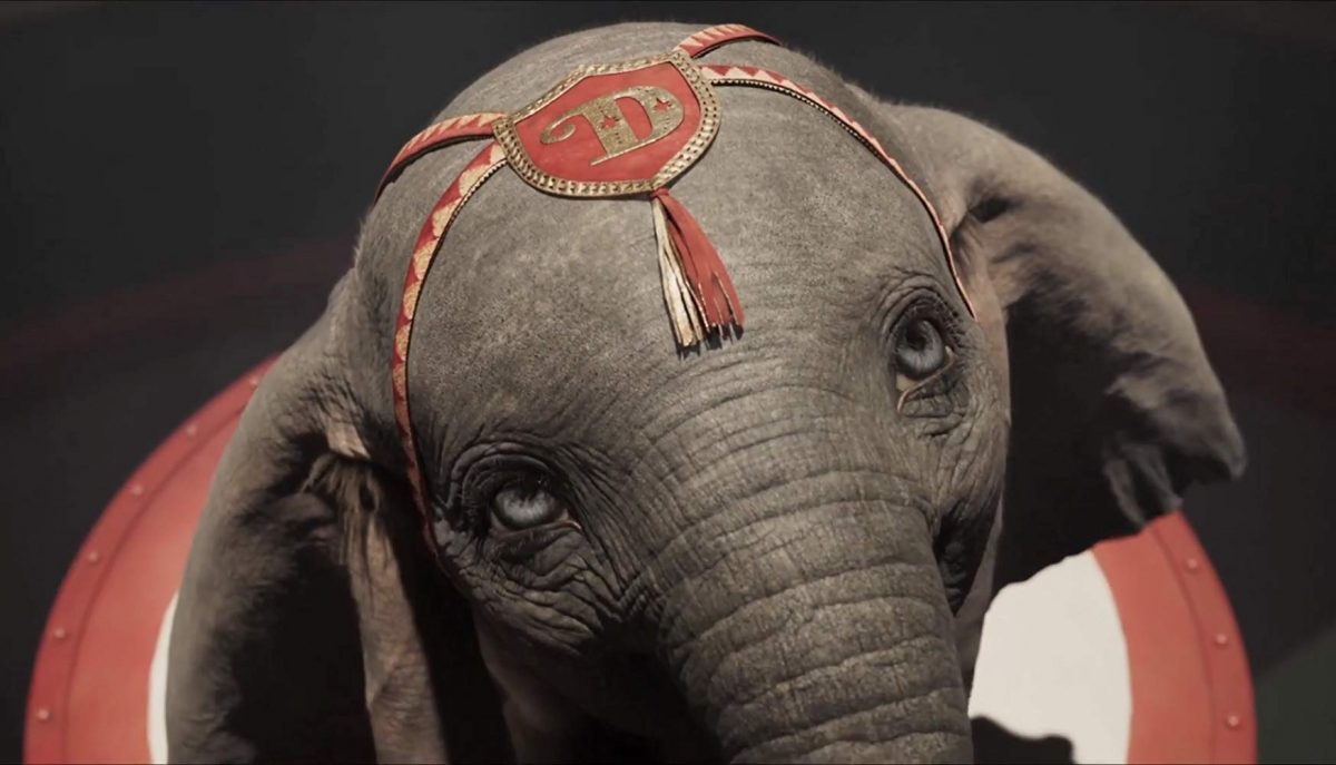 baby elephant