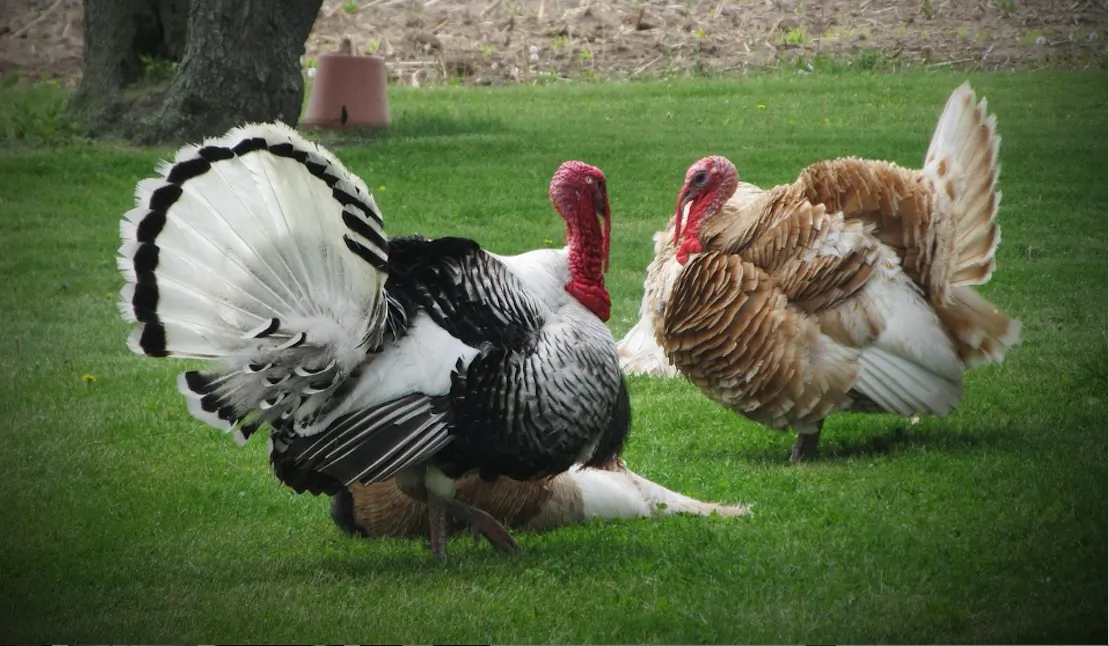 File photo of two turkeys. A hunter harvested an "exceptionally rare" white turkey in Kiln, Miss., on March 16, 2019. (Pixabay)
