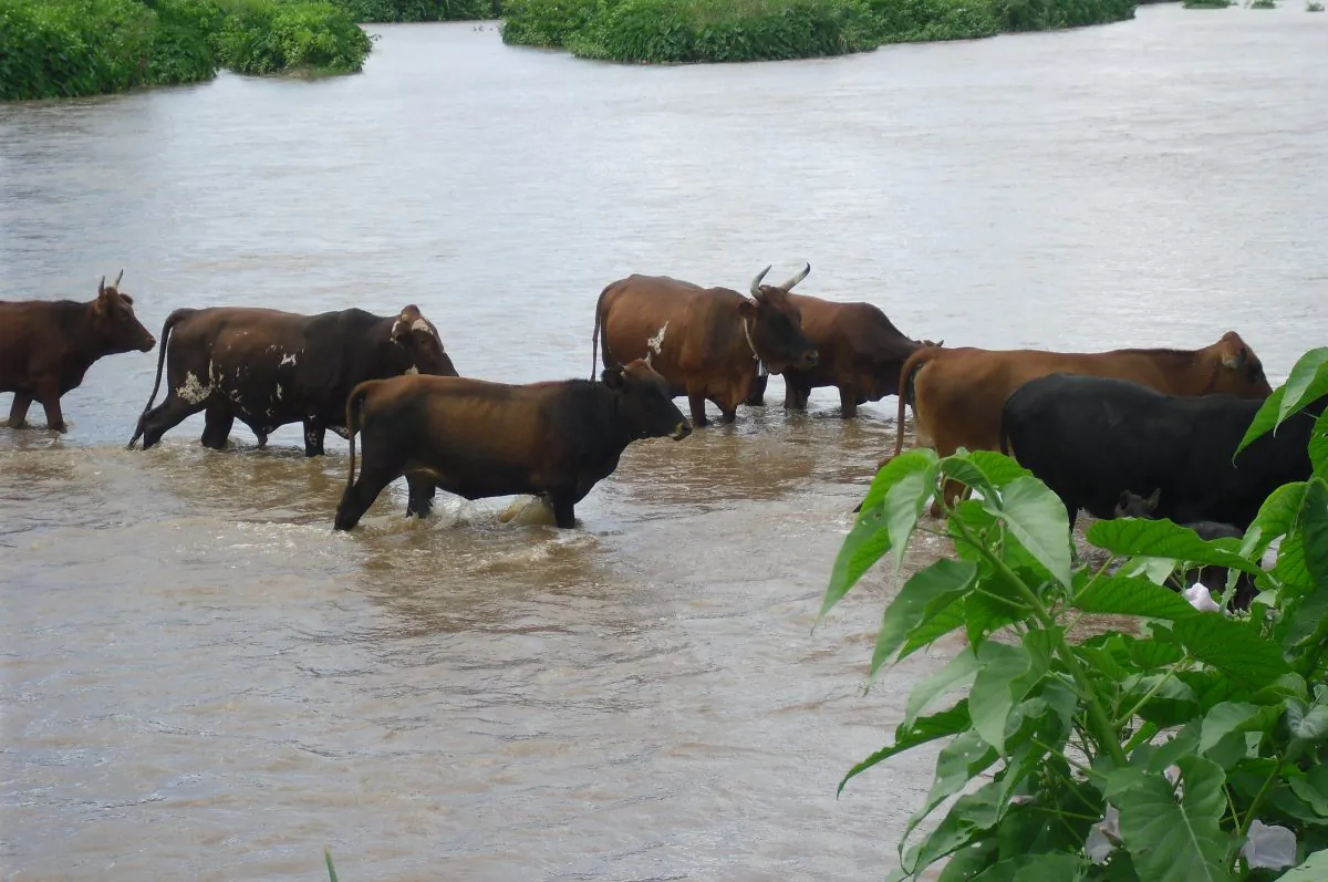 Villagers allege that Odzi River in Zimbabwe has been polluted by Chinese companies. (Andrew Mambondiyani for The Epoch Times)