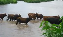 Chinese Companies Tear Down Zimbabwe’s Environment