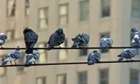 Florida Man Dies Using 20-foot Metal Pole to Remove Bird From Power Line