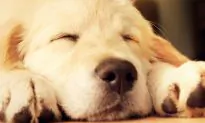 Four-Month-Old Puppy Becomes ‘Seeing-Eye’ Companion for Blind Golden Retriever