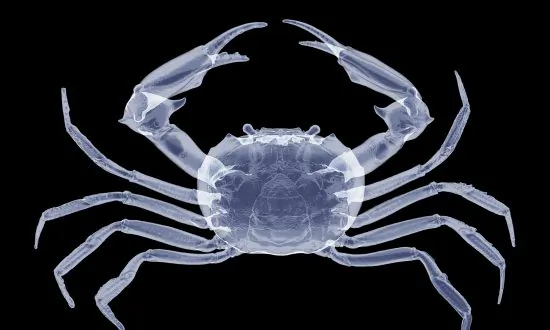 Stunning X-Ray Images from London Zoo Animals will Take Your Breath Away