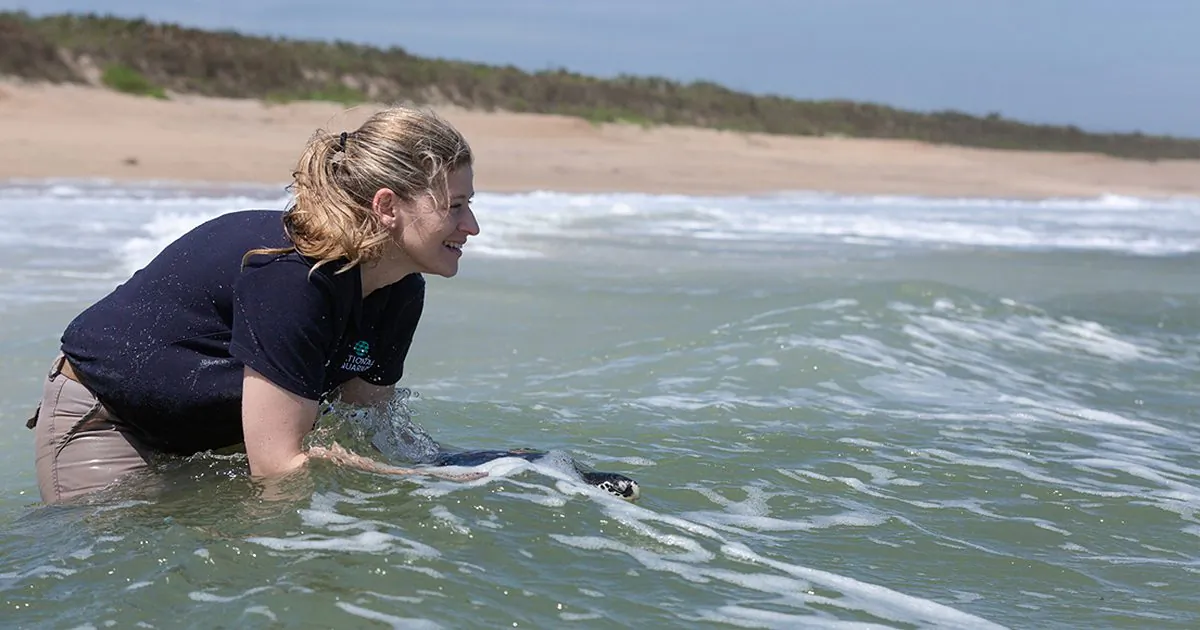 A National Aquarium staff member releases a Kemp’s ridley sea turtle at Canaveral National Seashore, Fla., on March 20, 2019. (Courtesy of the National Aquarium)