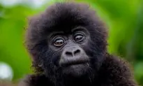 Baby Gorilla Lost Mom to Illegal Wildlife Trade, Now Depends on Cuddles From His Keeper
