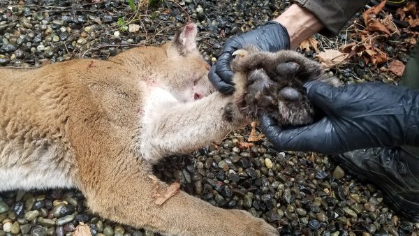 The cougar shot dead