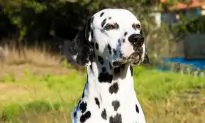 Friendly Dalmatian ‘Wears’ a Heart on His Nose and the Internet Can’t Resist His Cuteness