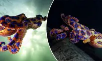 Video: Divers Catch Vibrant but Deadly ‘Blue-Ringed’ Octopus on Film Off Australian Coast
