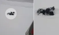 Man Sees Black Pile in Snowbank During Storm, Takes Action on Realizing It’s 3 Kittens