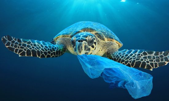 Marine Life Defenders Create Shocking Ad Campaign With 3D Graphics to Get Your Attention
