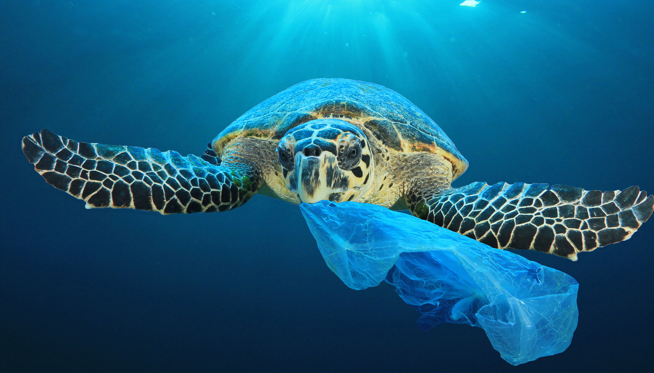 Marine Life Defenders Create Shocking Ad Campaign With 3D Graphics to