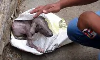 Dog ‘Screams’ As Rescuer Helps Him Out of a Bag, He’s Hardly Recognizable 6 Weeks Later