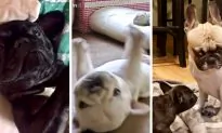 Bulldog See Cake Version of Itself Being Split, Immediately Scuttles