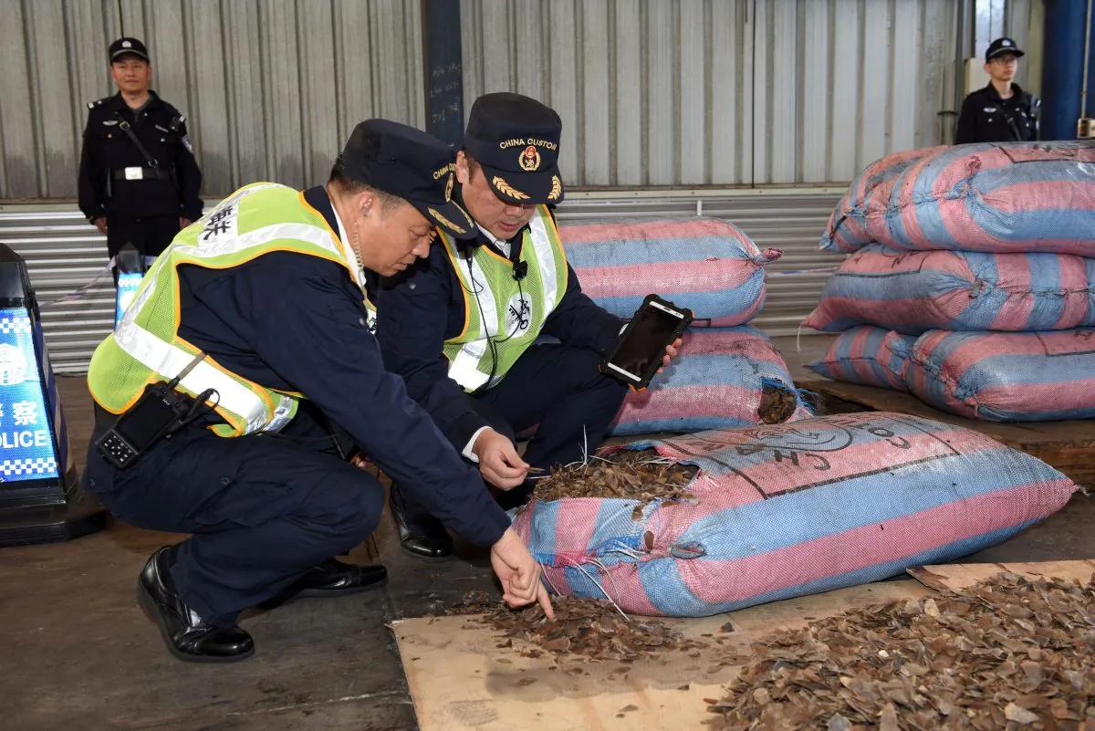 Chinese customs officials inspect scales of pangolins they seized on a ship in Shenzhen, Guangdong Province, China on Nov. 29, 2017. (Reuters)