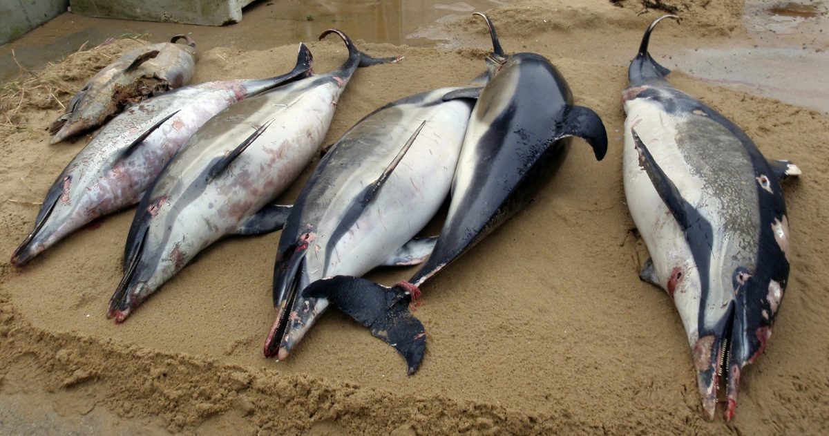 french beach dead dolphins