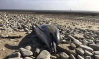 Record 1,100 Dolphins Wash up on French Shores This Year