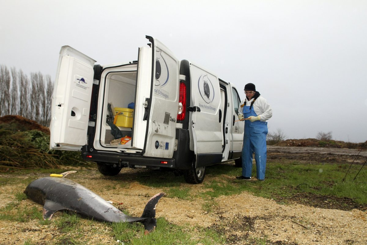 scientist french dead dolphin