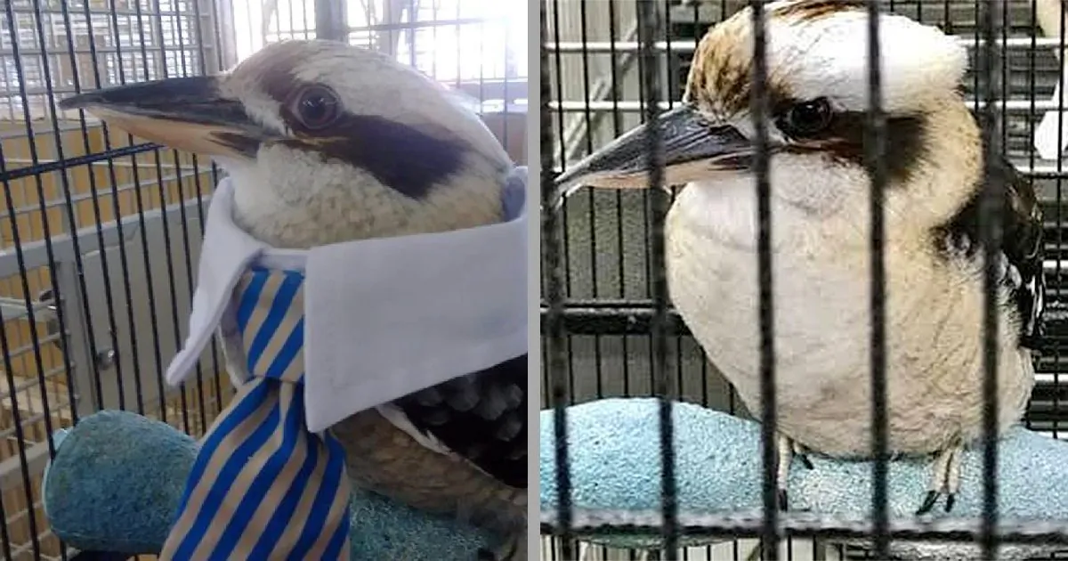 Thunder the kookaburra dressed in a white collar an tie costume (L) and in his natural state (R) in Virginia Beach, Va. (Courtesy of Michelle Crow and Virginia Seashore pet store)
