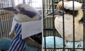 GoFundMe Campaign Hopes to Give Thunder the Kookaburra a Better Life