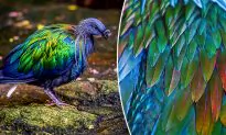 The Dodo Bird’s Closest Living Relative Puts On a Stunning Show of Iridescent Feathers