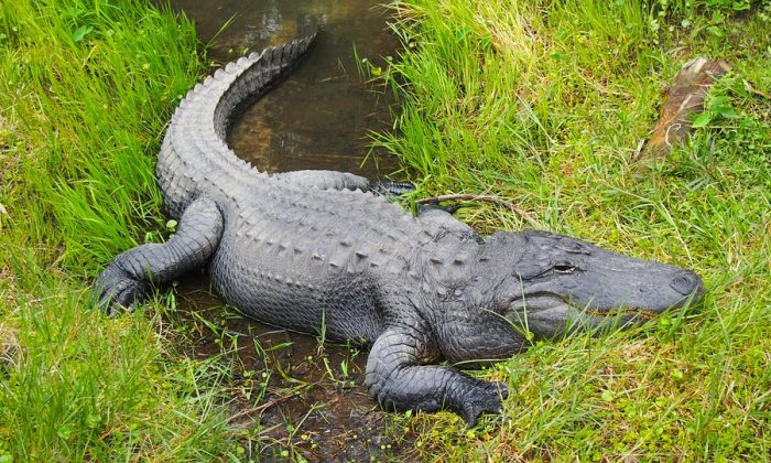 Stock image of an alligator in a park. (Jake William Heckey/Pixabay)