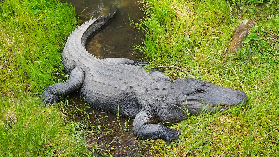Stock image of an alligator in a park. (Jake William Heckey/Pixabay)
