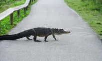 Woman Sees Alligator With Knife Sticking out of Head