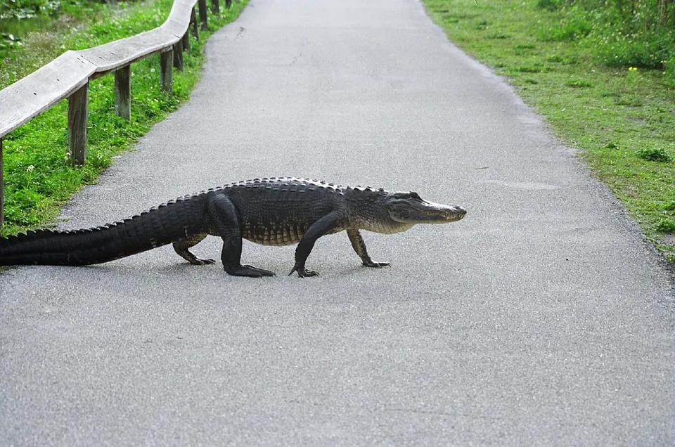 Image of an alligator. (Skeeze/Pixabay)