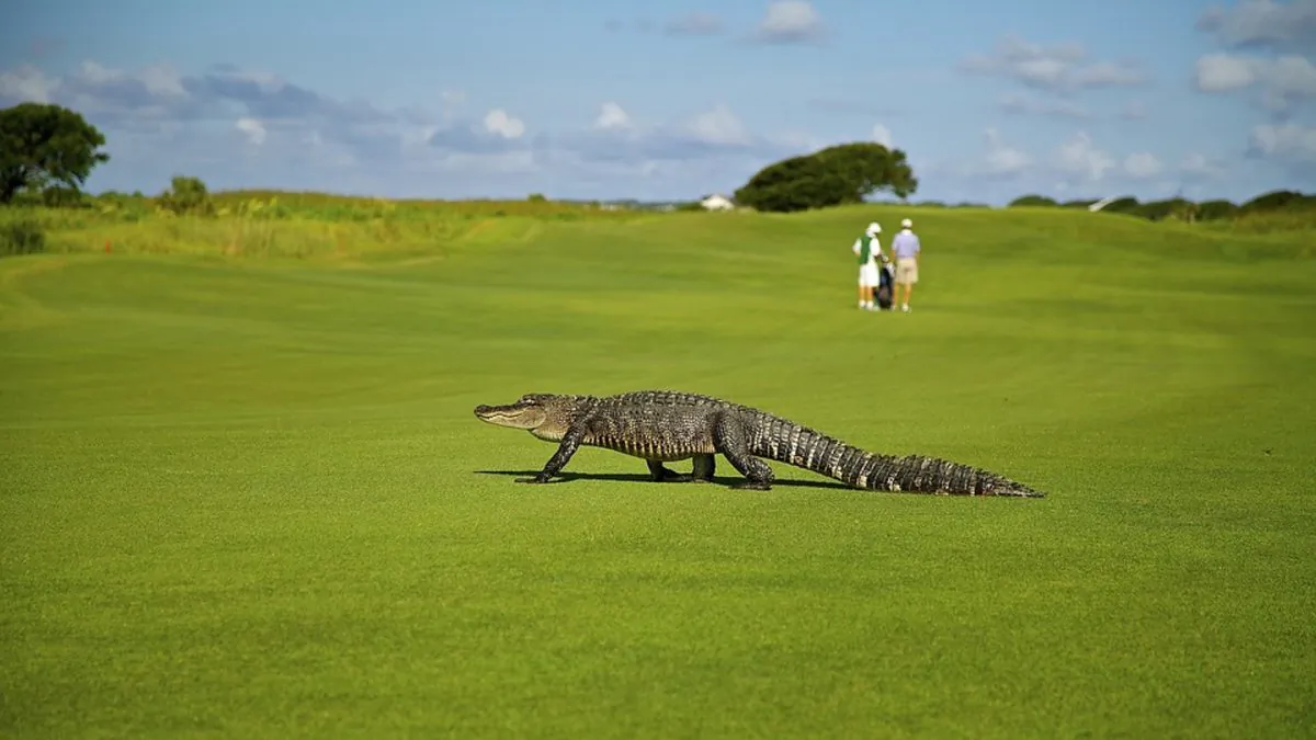 Image of an alligator in a park. (Skeeze/Pixabay)
