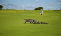 Florida Man’s Remains Found Inside Alligator Stomach, Say Officials
