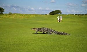 Police Remove 750-Pound Alligator From Florida Park