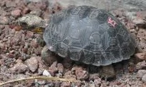 Baby Tortoises Found Thriving on a Galapagos Island After a Century-Long Absence