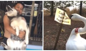 Dog Refuses to Go Swimming and It's the Cutest Sight When Animals Say No