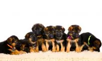 Owner Thinks Dog Will Deliver Just 6 Puppies, Is Surprised to Greet 12 of Them