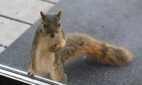 Rescued Squirrel Surprises Family With a Special Gift Before She Returns to the Wild
