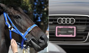 Horse Tied to Car Trots Along Roadside, Driver Fined