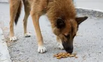 Mexican City Installs Gravity-Fed Dog Food Dispensers for City’s Huge 300,000 Stray Dog Population